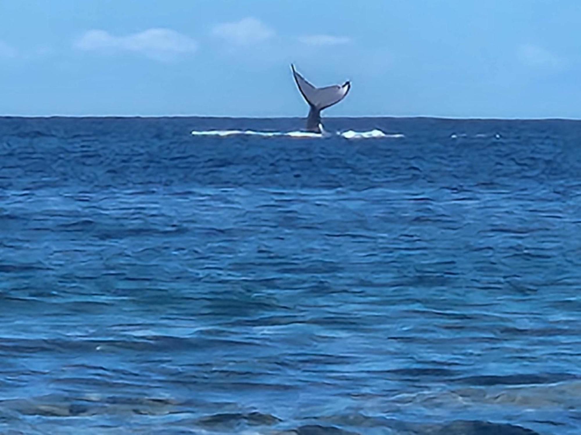 Moorea Temae Bungalow Lory Bord De Mer Екстериор снимка